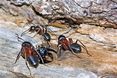 夢見很多螞蟻是什麼意思 九運方位